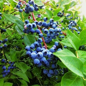 蓝莓葡萄固体饮料