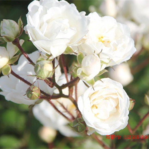 白玫瑰纯露代加工