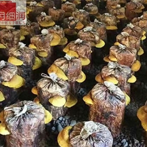 桑黄